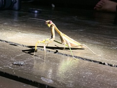 Ephierodula heteroptera