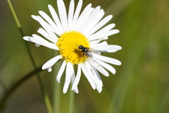 Allittia cardiocarpa