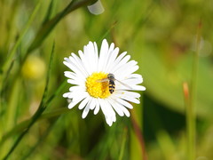 Allittia cardiocarpa