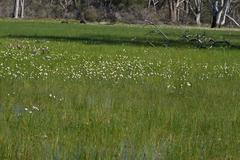 Allittia cardiocarpa