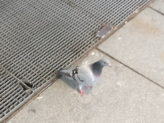 Columba livia domestica
