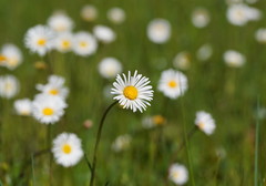 Allittia cardiocarpa