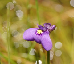 Utricularia beaugleholei