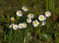 Allittia cardiocarpa