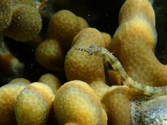 Corythoichthys intestinalis