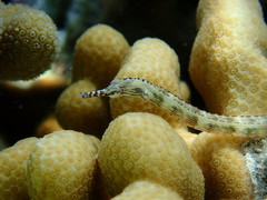 Corythoichthys intestinalis