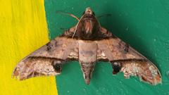 Amplypterus panopus