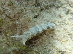 Plakobranchus ocellatus