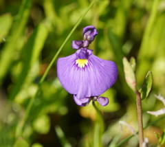 Utricularia beaugleholei