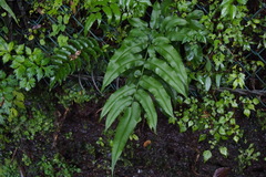 Coniogramme intermedia