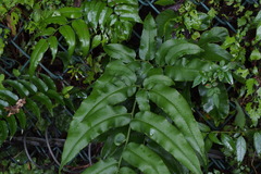 Coniogramme intermedia