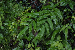 Coniogramme intermedia