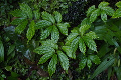 Elatostema involucratum