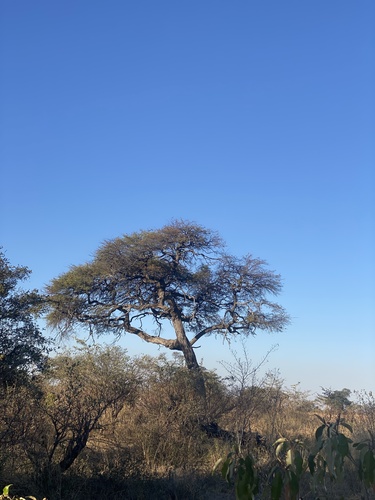 Camel Thorn