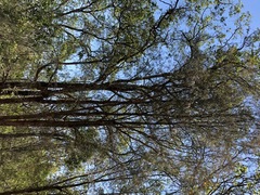 Allocasuarina torulosa