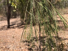 Allocasuarina torulosa