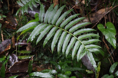 Plagiogyria japonica (Plagiogyria japonica)