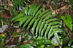 Plagiogyria japonica