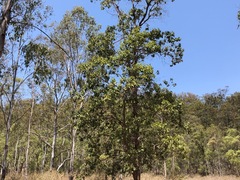 Angophora subvelutina