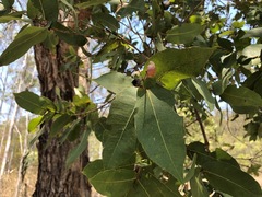 Angophora subvelutina