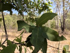 Angophora subvelutina