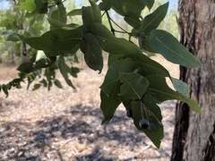 Angophora subvelutina