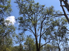 Angophora subvelutina