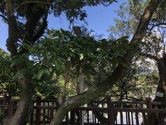 Melicope semecarpifolia