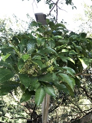 Melicope semecarpifolia