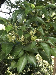 Melicope semecarpifolia