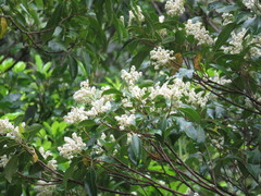 Quintinia sieberi