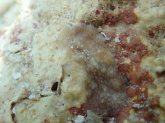 Pericelis