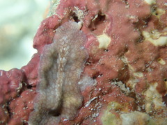 Pericelis