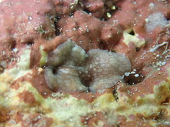 Pericelis
