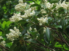 Quintinia sieberi