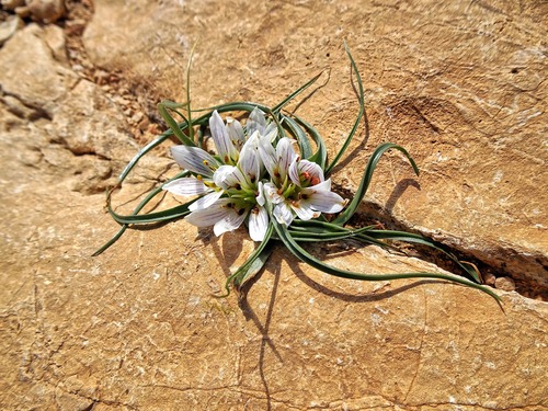Colchicum palaestinum