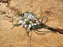 Colchicum palaestinum