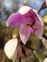 Spathoglottis