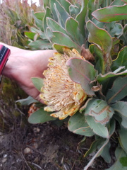 Protea holosericea