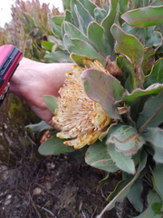 Protea holosericea