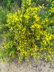 Ulex parviflorus parviflorus