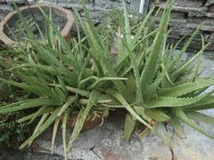 Aloe vera