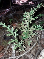 Selaginella neocaledonica