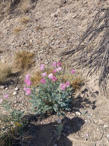 Chisos Mountain Pricklypoppy