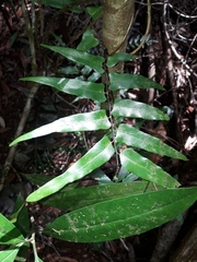 Lygodium reticulatum