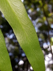 Lygodium reticulatum