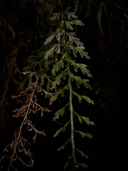 Abrodictyum caudatum