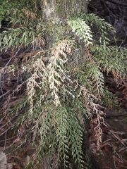 Abrodictyum caudatum