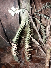 Ctenopterella lasiostipes