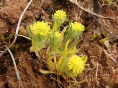 Triptilodiscus pygmaeus